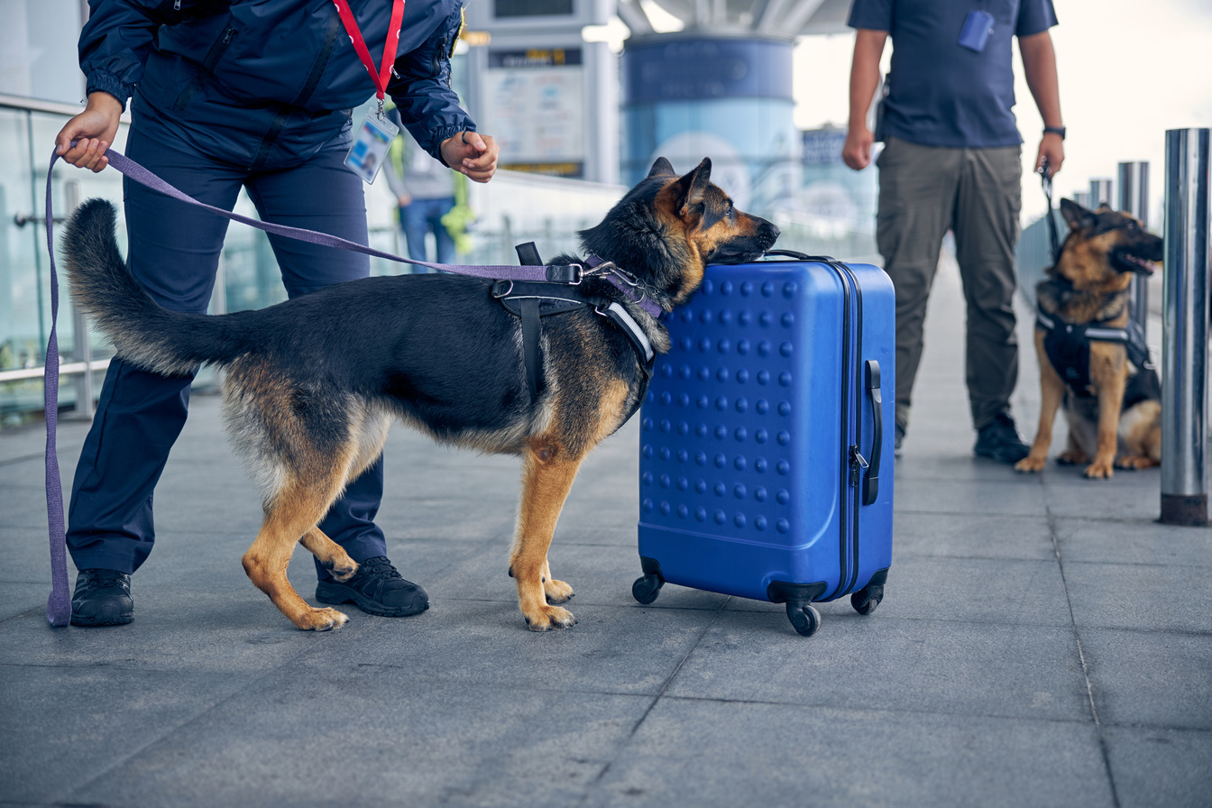 Officer and detection dog checking luggage in airport